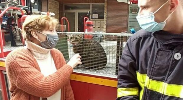 Gatto salvato 11 giorni dopo il crollo della casa: per Marius petizione di 80.000 persone in Francia