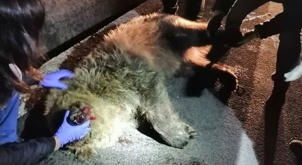 Orsa travola e uccisa da un'auto a Castel di Sangro: il suo cucciolo la veglia tutta la notte