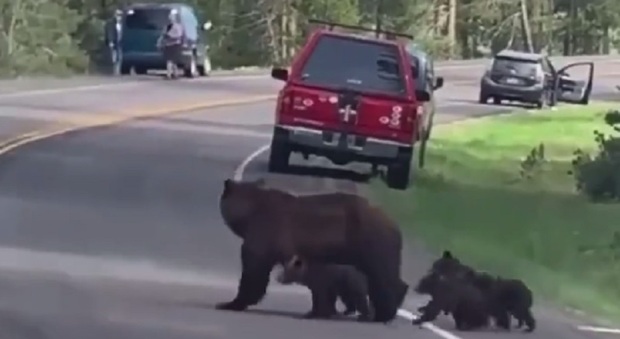 Alessia Marcuzzi posta su Instagram un video in cui un gruppo di orsi attraversa la strada: «Al parco di Yellowstone tutti si fermano». Il post scatena le polemiche