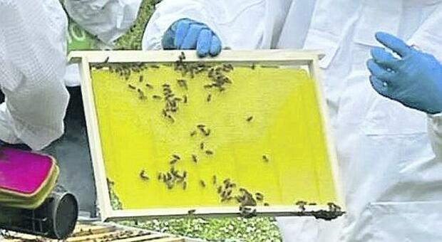Siccità e piogge, danni all'apicoltura ma pesano anche i rincari selvaggi