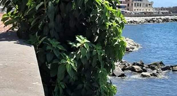 Napoli, spunta un "albero" spontaneo sul lungomare