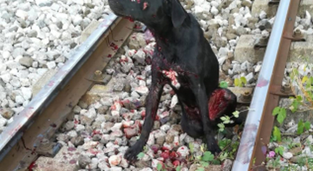 Cane travolto dal treno della Circumvesuviana: agonizzante, ritardano i soccorsi
