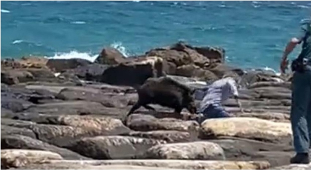 Cinghiale attacca e ferisce un turista in spiaggia ad Alicante, polizia spara e lo uccide