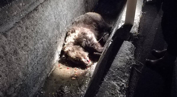 Orsa travola e uccisa da un'auto a Castel di Sangro: il suo cucciolo la veglia tutta la notte