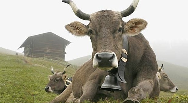 Ladro scatenato sul monte Cesen: rubati i campanacci delle mucche in  alpeggio