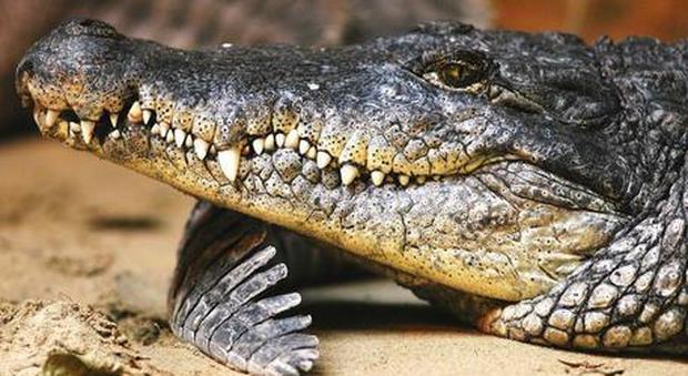 Polemiche in Colombia dopo la decisione del Governo di ripristinare la caccia agli alligatori per il commercio della loro pelle
