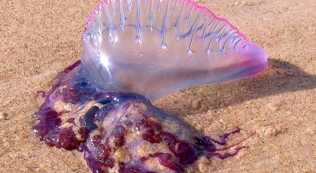 "Non toccate i tentacoli". Medusa killer in arrivo sulle spiagge italiane, provoca l'arresto cardiaco