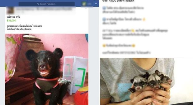 Su Facebook migliaia di animali esotici in vendita: aggirato il controllo del colosso del web