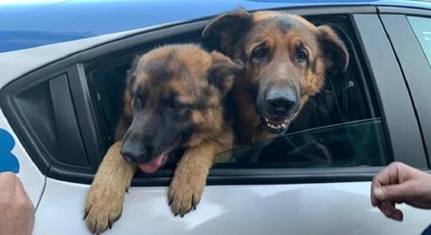 Due cani trovati chiusi in auto, foto di repertorio