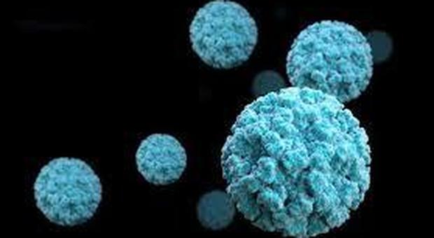 Cosa sono i norovirus, responsabili del 50% delle gastroenteriti
