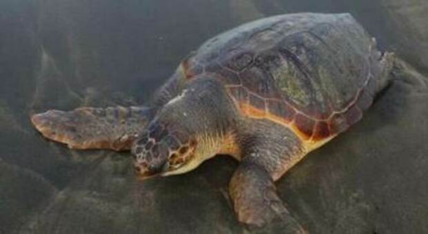 Liberate tre tartarughe Caretta caretta al largo di Ischia: avevano rischiato di morire