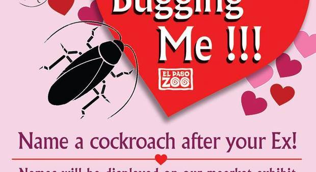 San Valentino, continua la "gara" tra zoo: ora dai il nome del tuo ex a uno scarafaggio