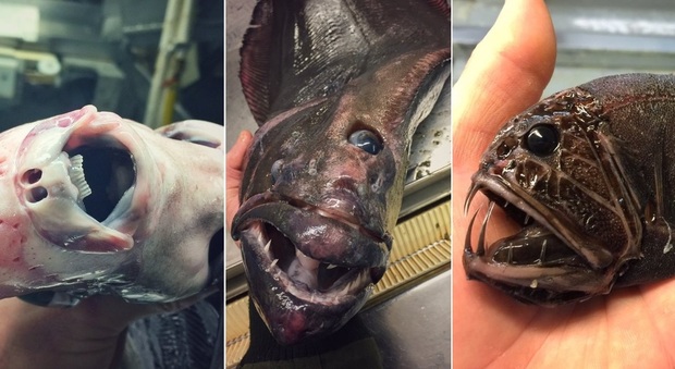 Animali marini, le foto del pescatore sono spaventose