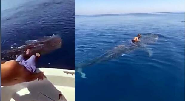Cavalca lo squalo balena e posta il video sui social. La denuncia delle associazioni: «Episodio grave» Video