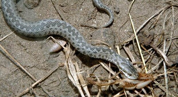 Napoli, serpente esotico trovato morto in strada: il rettile presentava alcune lesioni sul corpo