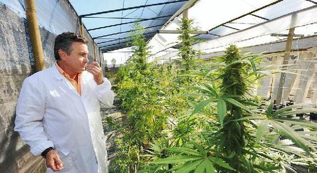 Cannabis, Roma chiude il centro coltivazione ad uso terapeutico