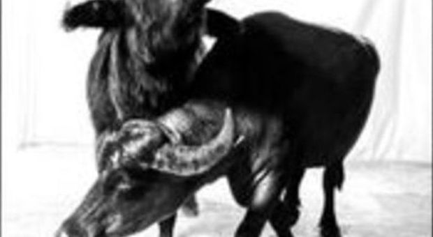 Bufale in enormi ritratti in bianco e nero secondo Celestino