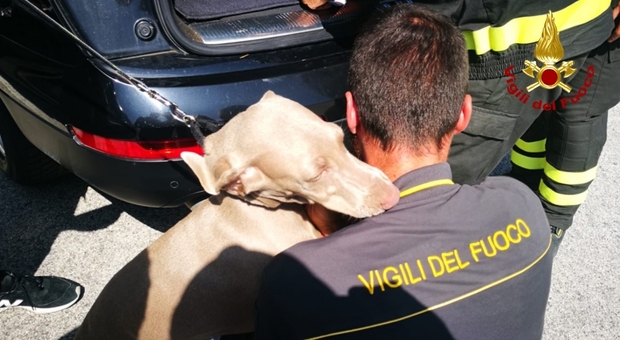 Rimane chiuso dentro l'auto, cane "liberato" dai vigili del fuoco