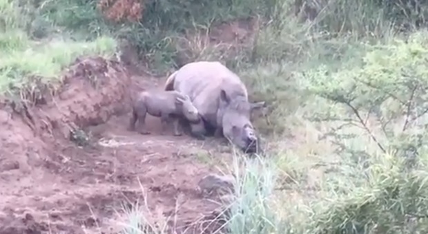 Bracconieri uccidono mamma rinoceronte, il cucciole le rimane accanto: le immagini strazianti