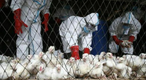 Influenza aviaria, controlli serrati negli allevamenti dopo i casi in Salento