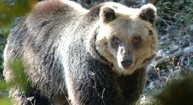 Trovata e uccisa l'orsa KJ2: aveva aggredito un escursionista