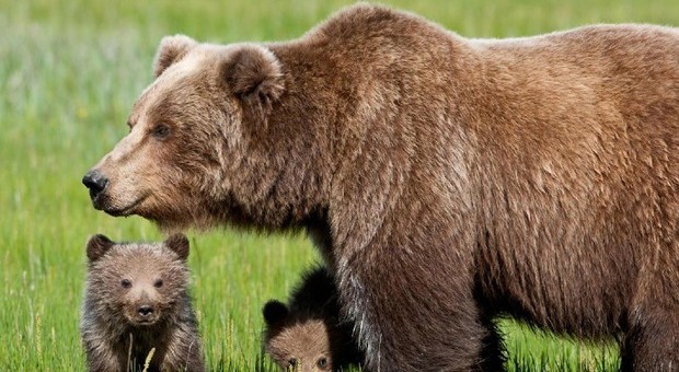 Trentino, uccisa l'orsa KJ2: aveva ferito un uomo