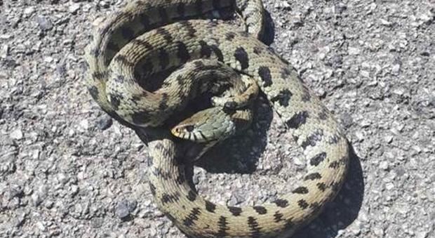 Una delle serpi avvistate a Campoloniano