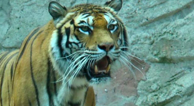 Scavalca il recinto delle tigri e viene sbranato: il personale dello zoo trova i resti