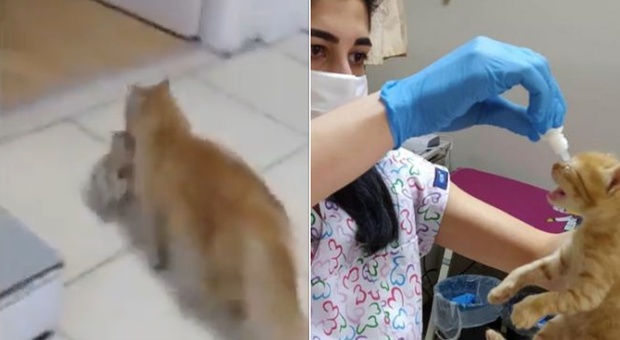 Sorpresa alla clinica veterinaria, la gatta randagia si presenta portando i suoi cuccioli malati: salvati