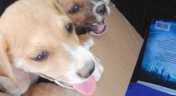 Cani abbandonati in balcone: la Polizia li salva da morte certa