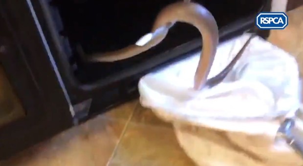 Aprono il forno per cucinare, trovano al suo interno un serpente di un metro
