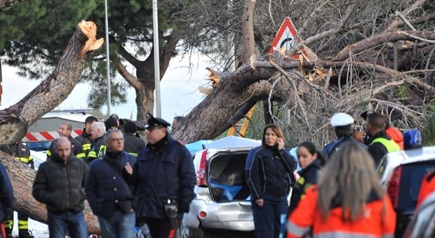 Roma, l'esperto: «Quella dei pini killer è una tragedia che si può evitare»