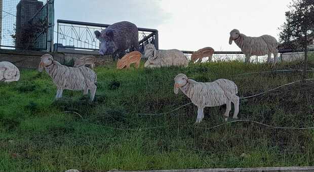 Cinghiali nel presepe del Comune insieme alle pecorelle: facciamo pace con questi animali invasori