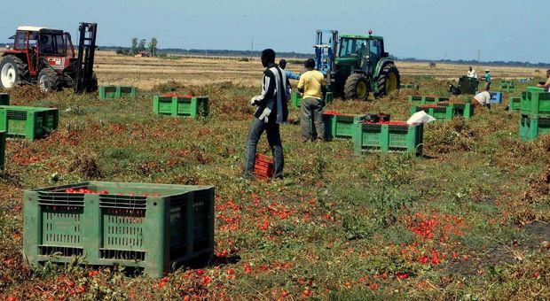 Raccolta di pomodori ed angurie, imprenditori assolti dall'accusa di riduzione in schiavitù