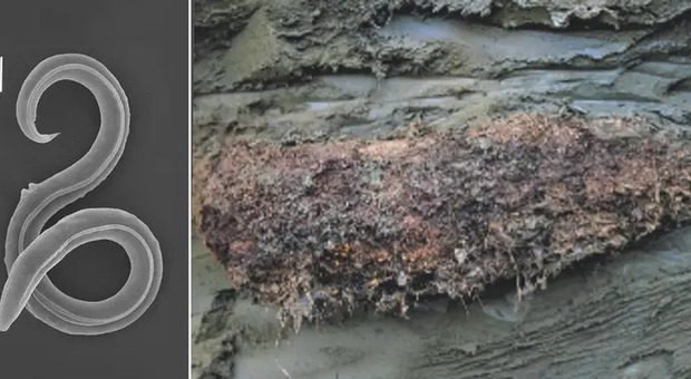 Permafrost siberiano, scoperta forma di vita risalente a 46mila anni fa. Cos'è la criptobiosi e come sono sopravvissuti i «vermi»