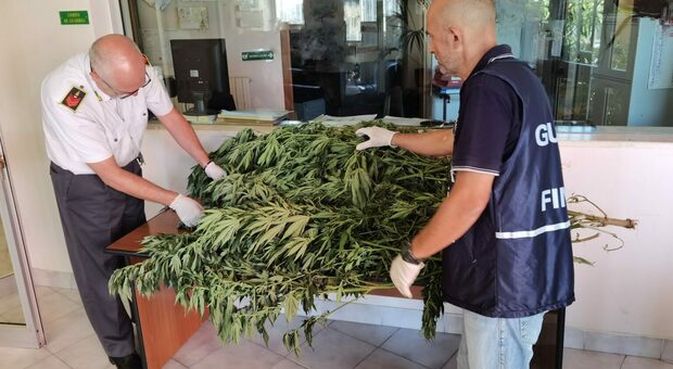 Sant'Egidio, aveva 31 piante di marijuana alte fino a due metri: arrestato mentre le annaffia