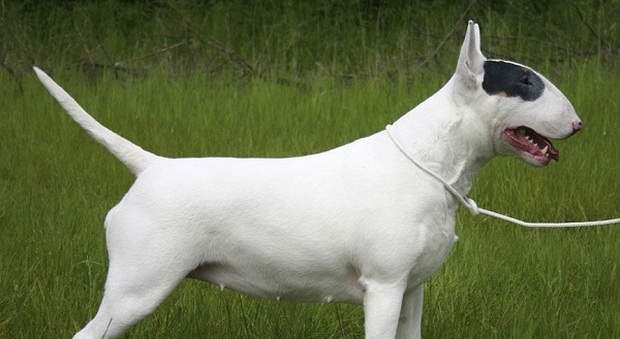 Il Bull Terrier, una razza canina dall'incrocio tra bulldog e dalmata