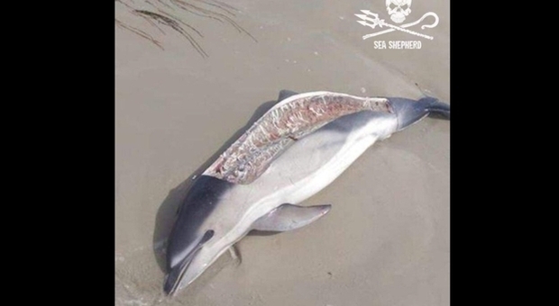 Delfino arpionato e sfilettato da pescatori senza scrupoli. La denuncia di Sea Shepherd France (immagine pubbl da Sea Shepherd France su Fb)