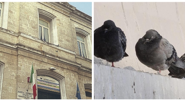 I piccioni disturbano le lezioni a scuola: il Comune stanzia 8mila euro per mandarli via