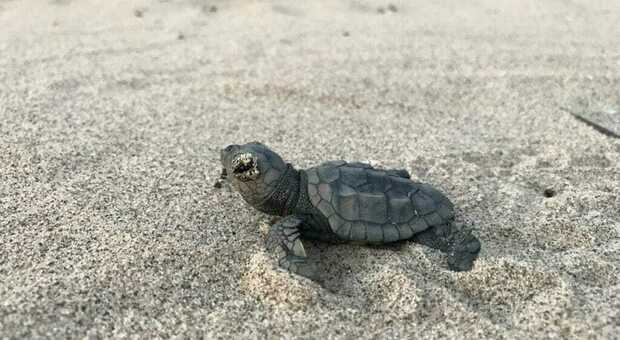 Nido di tartarughe in spiaggia a San Giovanni: è il 56mo censito in Campania, il primo a Napoli