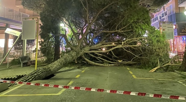 Paura a Jesolo, crolla un pino in strada: si apre voragine di 7 metri