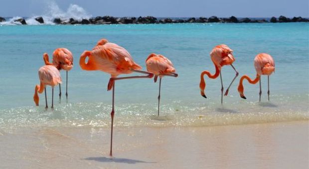 Aruba: la spiaggia dove fare il bagno tra i fenicotteri rosa