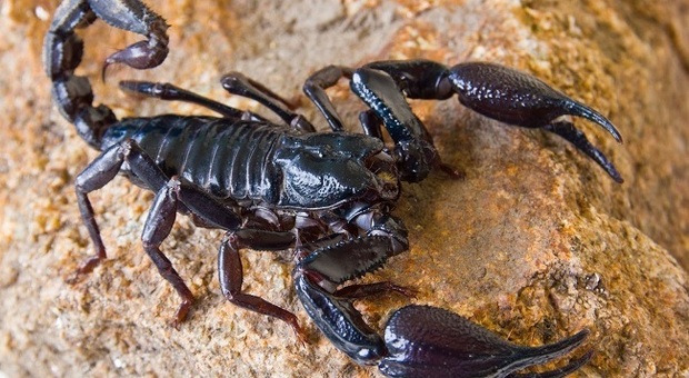 Scorpione punge una neonata sette volte: era finito nel pannolino