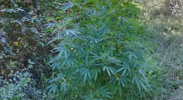 Aprilia, scoperto un terreno coltivato con piante di marijuana: una denuncia