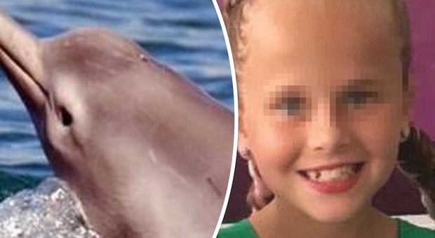 Bambina di 10 anni ferita e trascinata sott'acqua da due delfini: «Gli addestratori se ne sono lavati le mani»