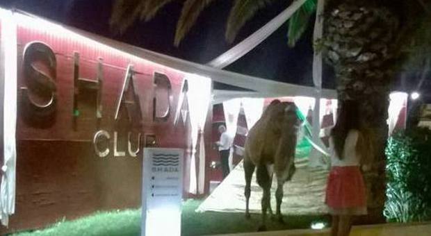 Un cammello in discoteca Il party "Arabesque" fa indignare gli animalisti