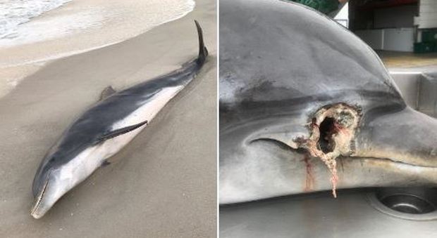Emergenza delfini uccisi: ricompensa da 20mila dollari per chi fornisce informazioni utili