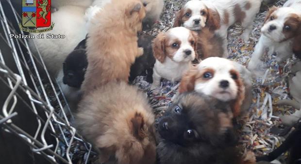 Polizia stradale salva 26 cuccioli di cane stipati in una sola gabbia: due denunciati