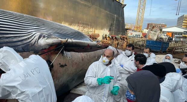 La balena di Sorrento a Napoli, il giallo della coda: «Aveva una sorta di scoliosi»