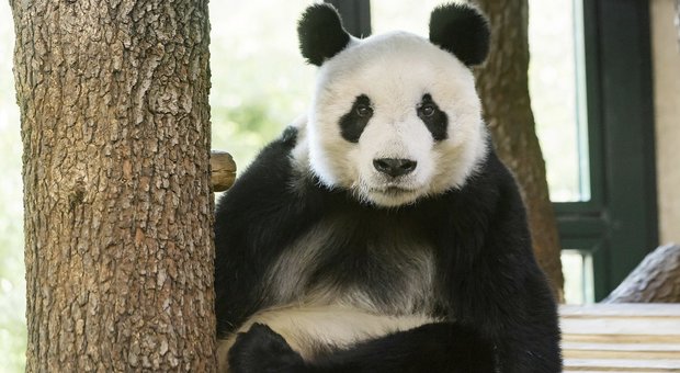 Il panda e il dubbio degli zoologi: vale davvero la pena di salvarlo dall'estinzione?